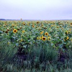 Sunflowers IMG_1440