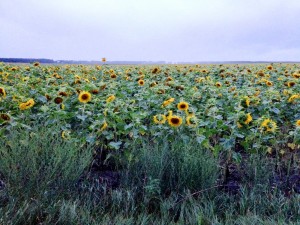 Sunflowers IMG_1440